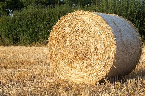 round hay bales for sale